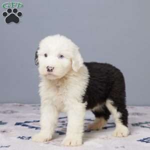 Hunter, Old English Sheepdog Puppy